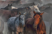 Photo Wallpaper Two Horses