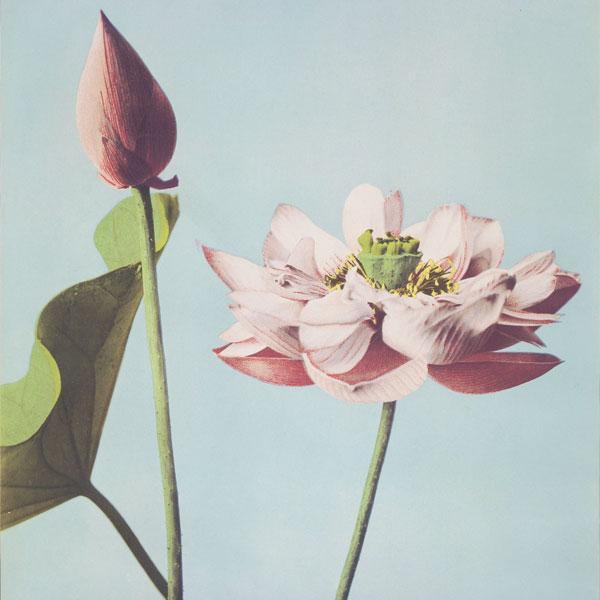 Vintage Lotus Flower Mural Wallpaper-Florals,Macro,Vintage,Featured Category of the Month-Eazywallz