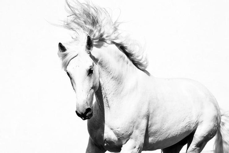 White horse Wall Mural-Animals & Wildlife,Black & White-Eazywallz