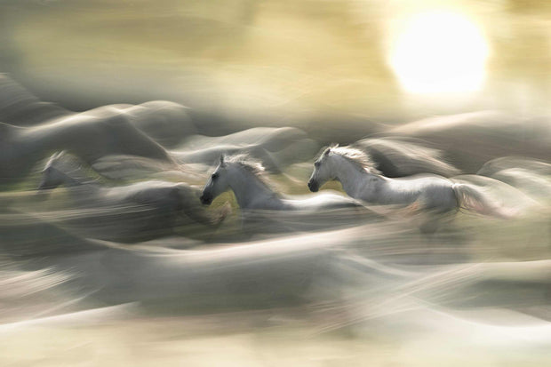 Photo Wallpaper White Horses II