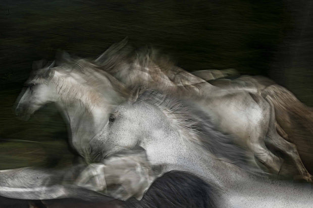 Photo Wallpaper White Horses