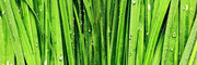 Wide Green Grass Closeup Wall Mural-Macro,Textures,Panoramic,Best Seller Murals-Eazywallz