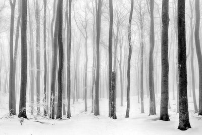 Winter Mist Forest Wall Mural-Black & White,Landscapes & Nature-Eazywallz