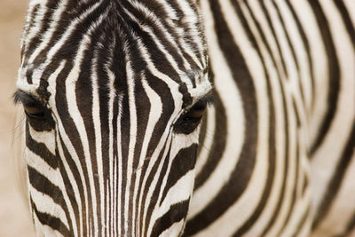 Zebra close up Wall Mural-Animals & Wildlife-Eazywallz