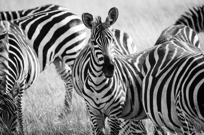 Zebras in Tanzania Wall Mural-Animals & Wildlife,Black & White,Textures,Staff Favourite Murals-Eazywallz